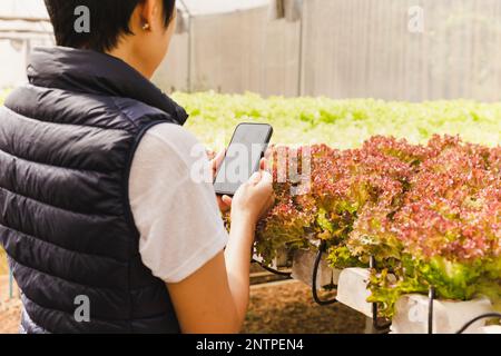 Asiatische Landwirtinnen, die mobil in einem Gemüse-Hydrokularbetrieb arbeiten. Stockfoto