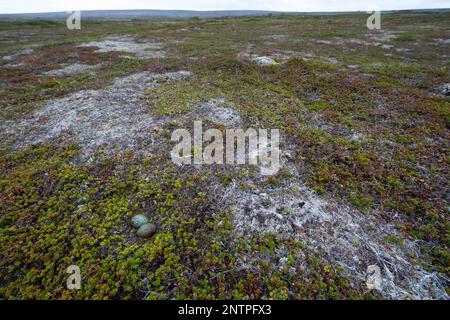 Falkenraubmöwe, Falken-Raubmöwe, Gelege, Nest, Ei, Eier in der Tundra, Raubmöwe, Raubmöwen, Stercorarius longicaudus, Langschwanzskua, Langschwanzjagd Stockfoto