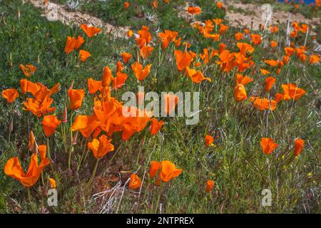 California Poppies Field, Anfang März (Anfang der Saison), Antelope Valley California Poppy Reserve, Kalifornien, USA Stockfoto