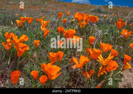 California Poppies Field, Anfang März (Anfang der Saison), Antelope Valley California Poppy Reserve, Kalifornien, USA Stockfoto