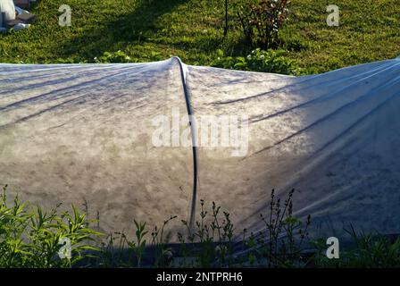 Kleines Gewächshaus im Garten des Dorfes, im Frühling Stockfoto