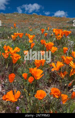 California Poppies Field, Anfang März (Anfang der Saison), Antelope Valley California Poppy Reserve, Kalifornien, USA Stockfoto