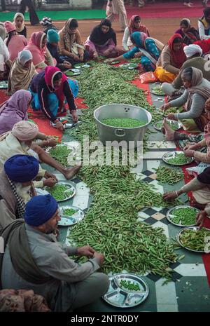 Freiwillige Dicke Bohnen vorbereiten, Kochen, um Mahlzeiten für die Pilger, die den goldenen Tempel jeden Tag besuchen, dienen sie kostenlose Nahrungsmittel für 60.000-80 Stockfoto