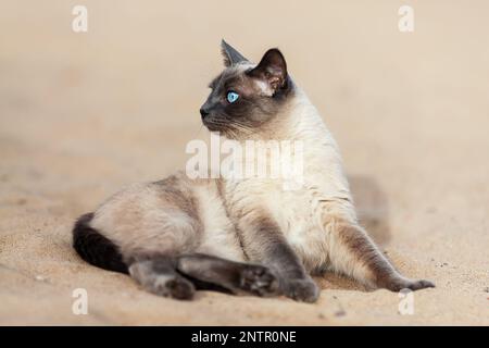 Einheimische thai-Katze liegt draußen am Sandstrand Stockfoto