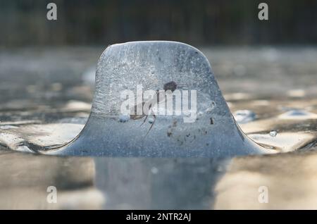 Komponieren. Ameise gefroren in einem Eiswürfel. Der Eiswürfel mit Sonnenschein auf einem See. Naturfoto Stockfoto