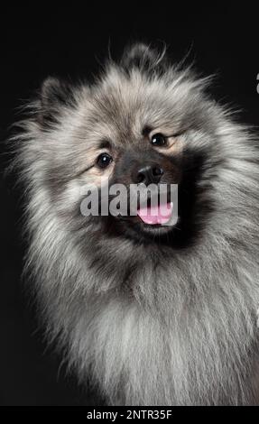 Fröhlich lächelnder keeshond oder Wolf spitz züchten Hunde auf schwarzem Hintergrund. Isoliertes Tierporträt Stockfoto