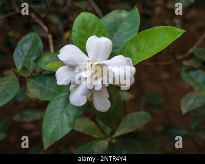 Blick aus der Nähe auf die Gardenia jasminoides, weiße duftende Blume, die im tropischen Garten im Freien blüht, isoliert vor natürlichem Hintergrund Stockfoto