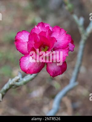 Nahaufnahme der farbenfrohen roter Doppelblume von adenium obesum alias Desert Rose isoliert im Freien auf hellem natürlichen Hintergrund Stockfoto