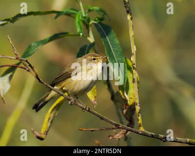 Ein Chiffchaff (Phylloscopus collybita), hoch oben in einem Weidenbaum mit Blattläusen, von denen er sich ernährte. Im September fotografiert, in Wiltshire Stockfoto