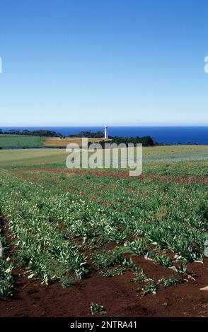 Australien, Tasmanien, Leuchtturm und Tulpenfarm von Table Cape an der Nordküste. Stockfoto