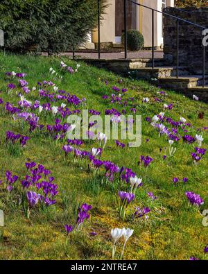 Crocus vernus „Jeanne d'Arc“ und „Rememberance“ in den Aberglasney Gardens Stockfoto
