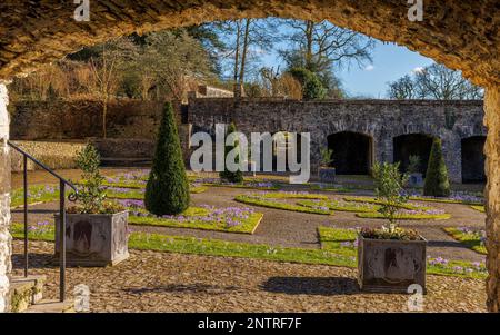 Der Cloister Garden mit Crocus vernus „Vanguard“ in Aberglasney Stockfoto