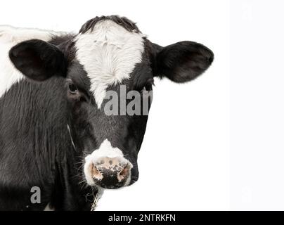 Schwarz-weißes Kuhporträt isoliert auf weißem Hintergrund Stockfoto