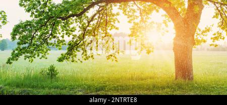 Riesige alte Eiche, die auf dem blühenden Feld steht, bei Sonnenaufgang. Stockfoto