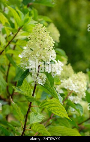 Hydrangea paniculata vanille Fraise Stockfoto