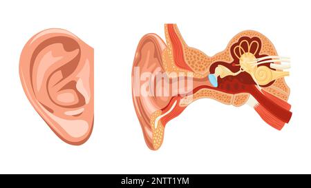 Realistisch-anatomisches Ohrset mit zwei isolierten Bildern von äußeren und inneren Teilen der menschlichen Ohrvektordarstellung Stock Vektor