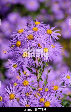 Aster Amellus King George, italienischer Aster King George, ganzjährig mit gelb-zentrierten, violett-blauen Gänseblümchen Stockfoto