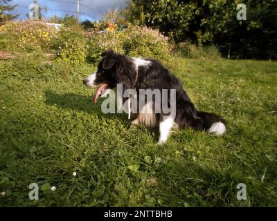 Porträt eines schwarz-weißen Collie. Er sitzt in einem Kräutergarten. Er ist außer Atem, er hat gerade gespielt. Stockfoto