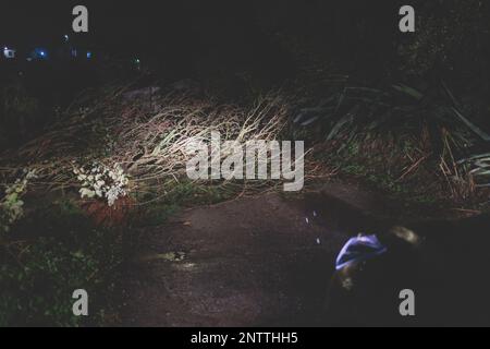 Ein umgestürzter Baum blockierte die Straße vor dem Auto nach starkem Regen, Wind, Auto blieb auf der Straße stehen, gesperrt im nächtlichen Sturm Hurrikan, Griechenland, IO Stockfoto