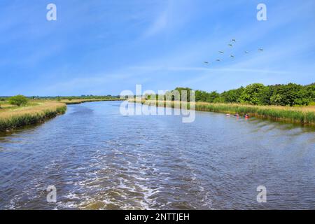 Bootsfahrt auf dem Prerow-Strom in Prerow auf der Halbinsel Fischland-Darss-Zingst und fliegende Kranvögel mecklenburg-vorpommern, ostsee - Deutschland Stockfoto