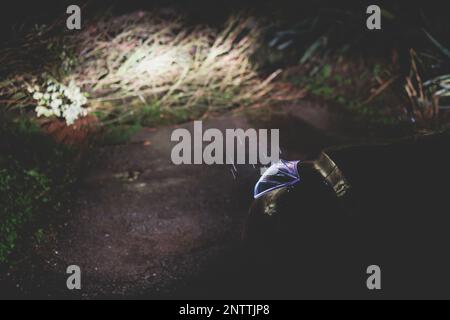 Ein umgestürzter Baum blockierte die Straße vor dem Auto nach starkem Regen, Wind, Auto blieb auf der Straße stehen, gesperrt im nächtlichen Sturm Hurrikan, Griechenland, IO Stockfoto