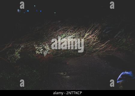 Ein umgestürzter Baum blockierte die Straße vor dem Auto nach starkem Regen, Wind, Auto blieb auf der Straße stehen, gesperrt im nächtlichen Sturm Hurrikan, Griechenland, IO Stockfoto