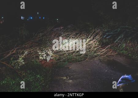 Ein umgestürzter Baum blockierte die Straße vor dem Auto nach starkem Regen, Wind, Auto blieb auf der Straße stehen, gesperrt im nächtlichen Sturm Hurrikan, Griechenland, IO Stockfoto