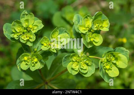 Sun Spurge Blütenpflanze, Euphorbia Helioscopia Stockfoto