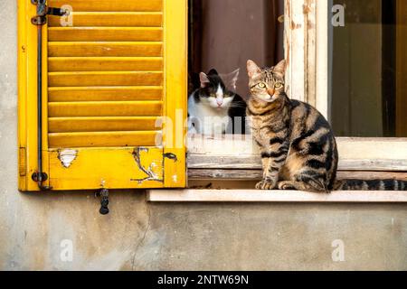 Europäische Kurzflossen-Katzen in einem Fenster von Spoltore, Italien Stockfoto