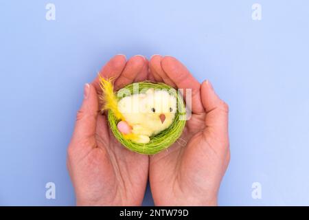 Hände halten ein hausgemachtes grünes Nest mit einem gelben Huhn und Eiern auf blauem Hintergrund. Ostern minimale kreative Komposition. Frohe Osterferien. A Stockfoto