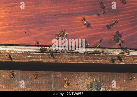 Sommeransicht der ländlichen Imkerei und Honigproduktion auf der Balkanhalbinsel, Bienenstockkolonie, Bienenstockschwarm auf dem Land, mehrfarbig Stockfoto