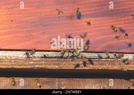 Sommeransicht der ländlichen Imkerei und Honigproduktion auf der Balkanhalbinsel, Bienenstockkolonie, Bienenstockschwarm auf dem Land, mehrfarbig Stockfoto