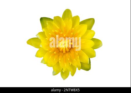 Gelbe Lotusblume auf weißem Hintergrund. Isolieren Stockfoto