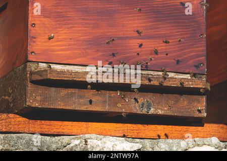 Sommeransicht der ländlichen Imkerei und Honigproduktion auf der Balkanhalbinsel, Bienenstockkolonie, Bienenstockschwarm auf dem Land, mehrfarbig Stockfoto