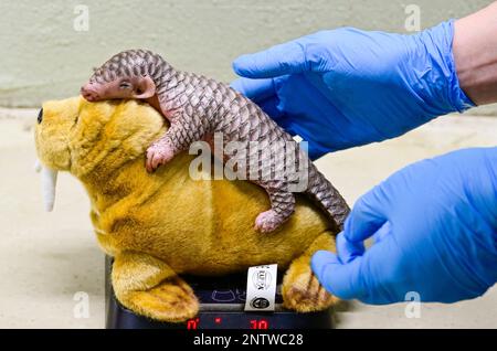 Ein chinesischer Pangolin, geboren am 2. Februar als Nachwuchs eines von Taipei gespendeten Pangolinpaares und der erste in Europa geborene Pangolin, wird heute, Dienstag, den 28. Februar 2023, im Prager Zoo gewogen. Der chinesische Pangolin ist eine vom Aussterben bedrohte Art, die in asiatischen Gebieten von Nepal über Myanmar und Südchina bis Taiwan lebt. Der Prager Zoo ist der zweite europäische Zoo mit chinesischen Pangolinen. Im April letzten Jahres gewann sie zwei davon aus dem Zoo von Taipeh auf der Grundlage eines Partnerschaftspaktes zwischen Prag und der taiwanesischen Hauptstadt. (CTK Photo/Roman Vondrous) Stockfoto