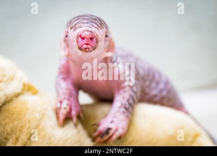 Ein chinesischer Pangolin, geboren am 2. Februar als Nachwuchs eines von Taipei gespendeten Pangolinpaares und der erste in Europa geborene Pangolin, wird heute, Dienstag, den 28. Februar 2023, im Prager Zoo gewogen. Der chinesische Pangolin ist eine vom Aussterben bedrohte Art, die in asiatischen Gebieten von Nepal über Myanmar und Südchina bis Taiwan lebt. Der Prager Zoo ist der zweite europäische Zoo mit chinesischen Pangolinen. Im April letzten Jahres gewann sie zwei davon aus dem Zoo von Taipeh auf der Grundlage eines Partnerschaftspaktes zwischen Prag und der taiwanesischen Hauptstadt. (CTK Photo/Roman Vondrous) Stockfoto