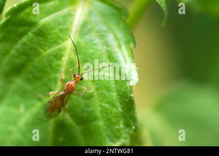 Selektiver Fokus auf eine Braconid-Wespe auf einem Blatt Stockfoto