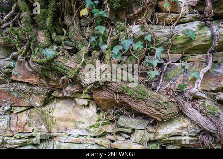 Ein dicker und alter Efeu wächst auf einer alten Mauer in Ancares Cervantes Lugo Galicia Stockfoto