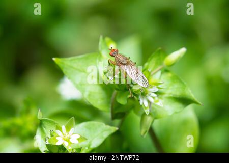 Dungfliege, Scathophaga furcata, auf Chickweed, Stellaria Media Stockfoto