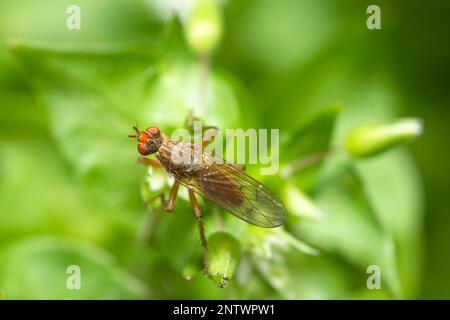 Dungfliege, Scathophaga furcata, auf Chickweed, Stellaria Media Stockfoto