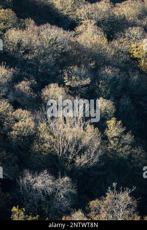 Spielen Sie im Herbst Licht und Schatten bei Sonnenuntergang in einem Wald im zum UNESCO-Weltkulturerbe gehörenden Geopark Courel Mountains in Lugo Galicien Stockfoto