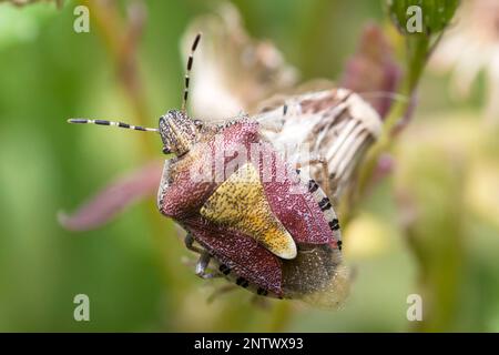 Schlappschwanz auf einer Wildblume, Dolycoris Baccarum Stockfoto