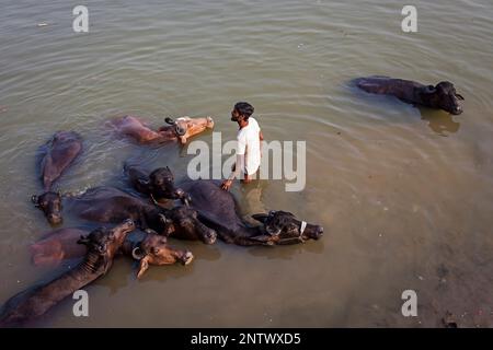Mann in Lalita Ghat, Büffel, waschen Fluss Ganges, Varanasi, Uttar Pradesh, Indien. Stockfoto