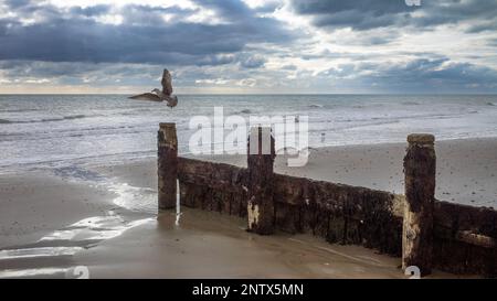 Eine Möwe startet am Ende einer hölzernen Groyne am Bognor Regis Beach, West Sussex, Großbritannien Stockfoto