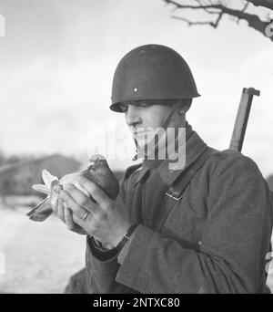 Schwedische Armee im Jahre WW2. Man sieht einen Soldaten, der eine Taube in der Hand hält. Kriegstauben wurden während des Zweiten Weltkriegs vom schwedischen Militär benutzt Die Tauben trugen Nachrichten von einem Ort zum anderen, oft ein Stück Papier in einem kleinen Metallbehälter, der an seinem Bein befestigt war. Brieftauben wurden von einer Spezialeinheit des schwedischen Militärs behandelt und ausgebildet. Brieftauben spielten eine wichtige Rolle bei der Invasion der Normandie, da Funkgeräte nicht aus Angst benutzt werden konnten, dass wichtige Informationen vom Feind abgefangen werden. Schweden dezember 1940. Kristoffersson Ref. 184-17 Stockfoto