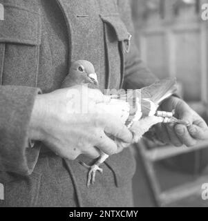 Schwedische Armee im Jahre WW2. Man sieht einen Soldaten, der eine Taube in der Hand hält. Kriegstauben wurden während des Zweiten Weltkriegs vom schwedischen Militär benutzt Die Tauben trugen Nachrichten von einem Ort zum anderen, oft ein Stück Papier in einem kleinen Metallbehälter, der an seinem Bein befestigt war. Das ist auf diesem Bild zu sehen. Brieftauben wurden von einer Spezialeinheit des schwedischen Militärs behandelt und ausgebildet. Brieftauben spielten eine wichtige Rolle bei der Invasion der Normandie, da Funkgeräte nicht aus Angst benutzt werden konnten, dass wichtige Informationen vom Feind abgefangen werden. Schweden dezember 1940. Kristoffersson Ref. 184-19 Stockfoto