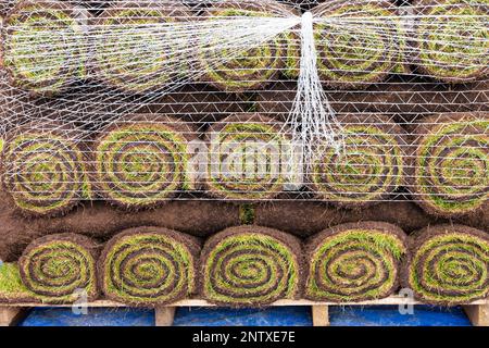 Brötchen mit frischem Gras auf einer Palette, die in ein Netz gewickelt ist und auf die Pflanzung wartet. Schweizer Rollenstil. Stockfoto