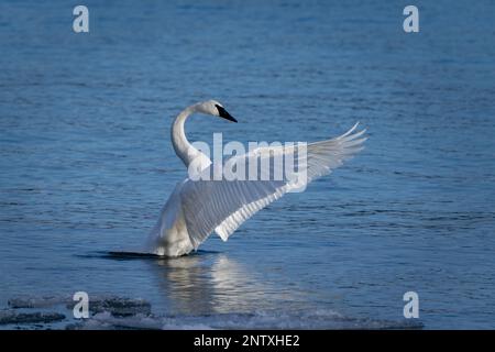 Ein Trompeterschwan im östlichen Zentrum von Door County, Wisconsin, zieht sich bei Sonnenuntergang in der Bucht von Spike Horn seine Flügel aus. Schwäne sind hier sehr häufig anzutreffen. Stockfoto