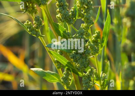 Nahaufnahmen von Artemisia vulgaris. Gewöhnliches Beifuwort. Stockfoto