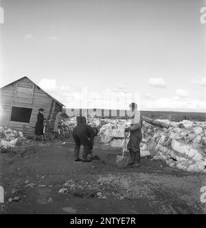 Naturkatastrophe in den 1940er Jahren. Im Frühsommer, den 20-23. Mai 1944, überflutete das Wasser im Fluss Torne älv aufgrund einer Eismasse, die das Wasser 3,5 Meter höher als normal dämpfte. Die Konsequenzen waren schwerwiegend. Auf dem umliegenden Gelände wurden Meter Eis zurückgelassen, als das Wasser ablief und die Bauernhäuser und die Felder zerstörte. Die Hauptstraße, die gerade von dem Eis befreit wurde, das sie bedeckt hat, und einheimische Frauen, die ihre Fahrräder in der Nähe des Dorfes Korpikylä bei Skogskärr Kristoffersson führen, Ref H119-1 Stockfoto